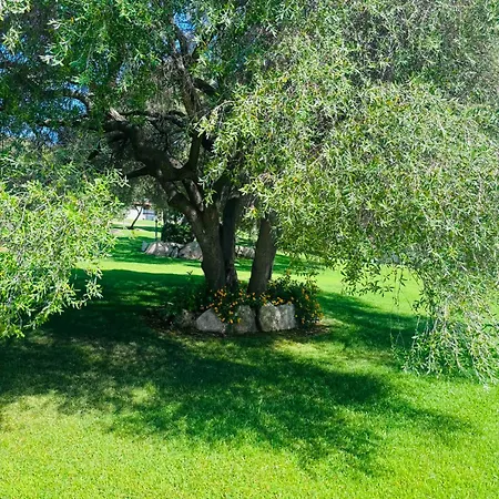 Majore Olbia